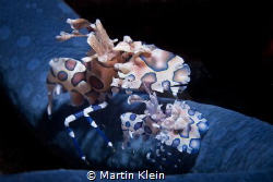 A pair of Harlequin shrimps on a sea star. by Martin Klein 